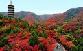 秋色正酣,山东多地陆续进入“最佳观赏期”