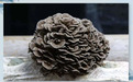 灰树花:灵芝孢子油配方升级中的“黄金搭档”——走近济生源“皑无忧”