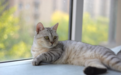 猫咪乱尿去除不掉?多美洁解尿素分解尿酸,彻底去除尿骚味