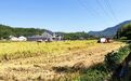 临安乡野,“丰”景这边好
