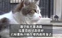 唐宁街首席捕鼠官切除囊肿 19岁的唐宁街“首席捕鼠官”接受囊肿切除手