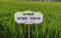 国厨时代.商城深耕低GI米制品:深加工赛道的机遇与冷思考