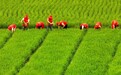 农业文化遗产上新!湖南新添4个“国字号”
