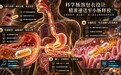 NMN品牌推荐|2026年初次选购避坑:胃里停多久、小肠在哪释放?NMN品牌递送路径