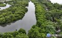 文昌市开展红树林保护区专项整治 筑牢滨海生态防护屏障