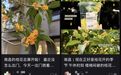 南昌今年桂花为何格外香浓?业内人士:“步调一致”更显香浓