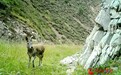祁连山生态有多赞 马麝“晨练”给出答案