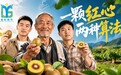 粤桂协作守护大山真心!AI短片:两兄弟为红心猕猴桃争红了脸……