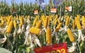从田间选种到落地增产——青岛打通良种推广“最后一公里”——2026年青岛玉米主导品种观摩活动在平度举行