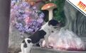 【大理一火锅店门口配送生肉被狗啃食,店方回应】涉事店铺回应生肉被狗啃