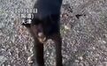 【女子被流浪狗咬伤后几分钟狗死亡】10月20日报道,天津。一女子发布