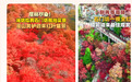即将爆红!潍坊 “齐鲁红叶之冠” 已进入最佳观赏期!