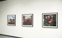 光影之约 “遇鉴”活力丽水|世界摄影人大会举办以来丽水摄影发展回眸
