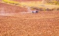 陕西榆林横山:千亩高粱丰收映山红