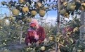 甘肃灵台苹果产销两旺 村民就近就业增收