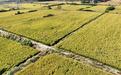 溧水芝山村探索炭基农业模式 开辟农业固碳减排新路径