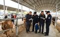甘肃崆峒:普法进肉牛交易市场 安全宣讲守护群众平安