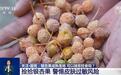 银杏果落地发臭还能捡吗?这些食用误区一定要避开