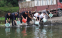 “以鱼净水、以鱼养水”!贵溪17500斤鱼苗放流信江