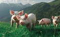 聚焦2026李曼大会|兴嘉生物螯哥112-J助力养殖提质增效