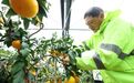 风雨抢护“红美人”,守住农户一年盼头