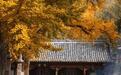 灵岩寺银杏即将进入最佳“赏味期”!