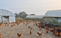 江西首单商业性病死畜禽无害化处理成本保险落地吉安