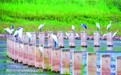石家庄市获评联合国“生物多样性魅力城市”