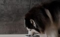 四款热门宠物洁齿水横向测评:洁齿水的分水岭,落在VOHC认证上