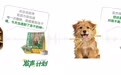 一手一爪就是家:帕特公益发声计划,将流浪的呼唤化作真实援助