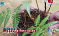 【#人工繁育金毛狗蕨珍稀药材长出大商机#】在杭州萧山区这家种植基地,