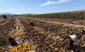 甘肃崆峒秋收图景主打金黄色:玉米丰收奏响"增收曲"