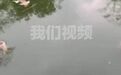 【多只猴子疑喝水时掉进水柜淹死】马山县政府回应多只猴子喝水溺亡 10