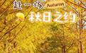 烟台10000株银杏已到最佳观赏期