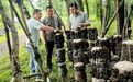 盘活闲置资源新寻找“鸡”遇 甘肃灵台集体经济咋提质