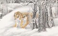 中原画虎 “美、平、雄” 笔墨体系与南北融汇实践拓维研究 —— 创荣时代当代艺术家俱乐部会员师树林