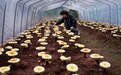 跨越山海种“仙草” 海曙援建喜德灵芝产业园迎来丰收季
