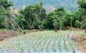 荔枝林变菠萝地 中山神湾查处多起毁林开垦案