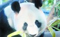 日本大熊猫发情动物园制造浪漫