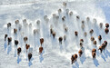 蒙古马 踏雪奔来(美丽中国·冬日有约)