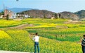 春色正好 约起去看油菜花