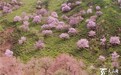 【高清组图】伊宁县阿吾赞杏花盛开漫山遍野