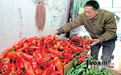 乌鲁木齐市鲜辣子“贵气”赛春节 卖到20元/公斤左右