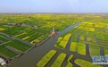 航拍:江苏兴化千垛油菜花美如画