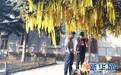 26日哈尔滨迎来首个祭扫高峰 黄丝带成祭扫新方式