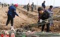 2016年伽师再添3万亩生态林
