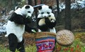 “熊猫爸爸”解密国宝“带仔计划”