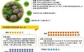 广东:牛肉含量低于九成不配叫“汕头牛肉丸”