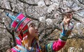 【高清组图】巴里坤县三塘湖镇首届杏花节开幕