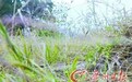专家:若确认洪熙官葬在中山 墓将申报“非遗”